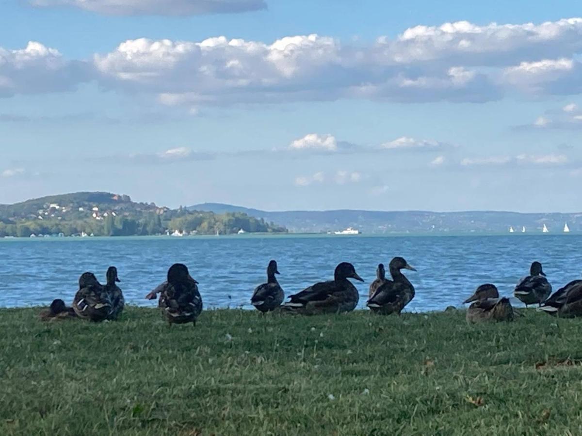 Apartament Zawia Apartman Balatonföldvár Zewnętrze zdjęcie